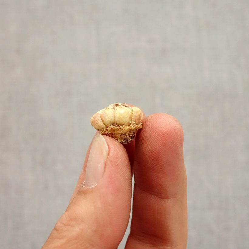Fritillaria meleagris - Snake's Head Fritillary Bulb size 6+ sample as delivered in autumn