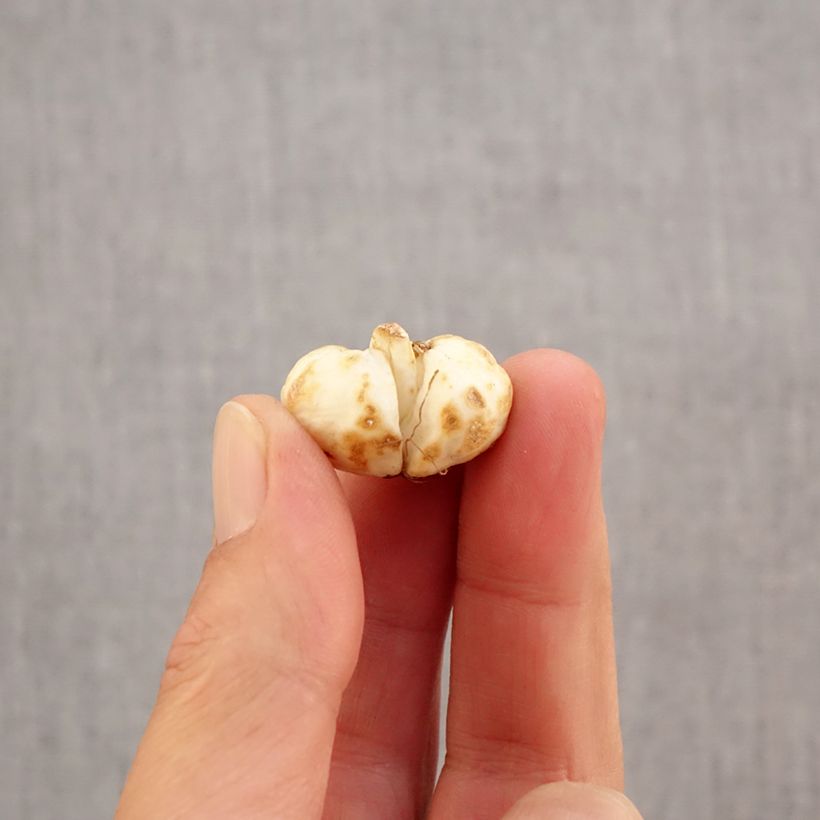 Fritillaria meleagris - Snake's Head Fritillary Bulb size 6+ sample as delivered in autumn