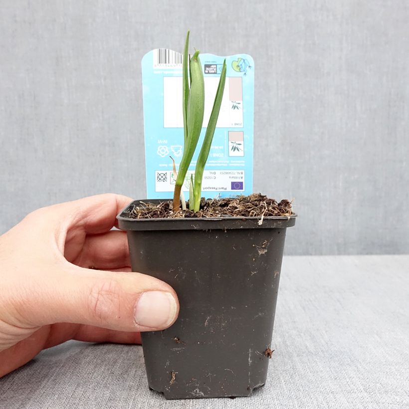 Fritillaria meleagris - Snake's Head Fritillary 8/9 cm pot size 6+ sample as delivered in spring