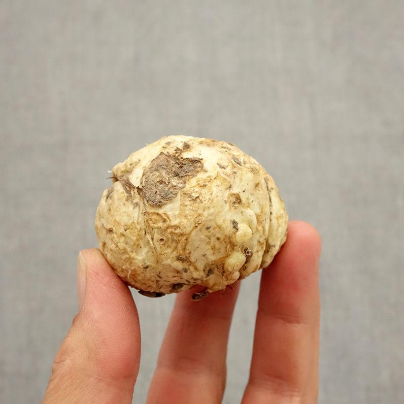 Fritillaria sewerzowii Bulb size I sample as delivered in autumn