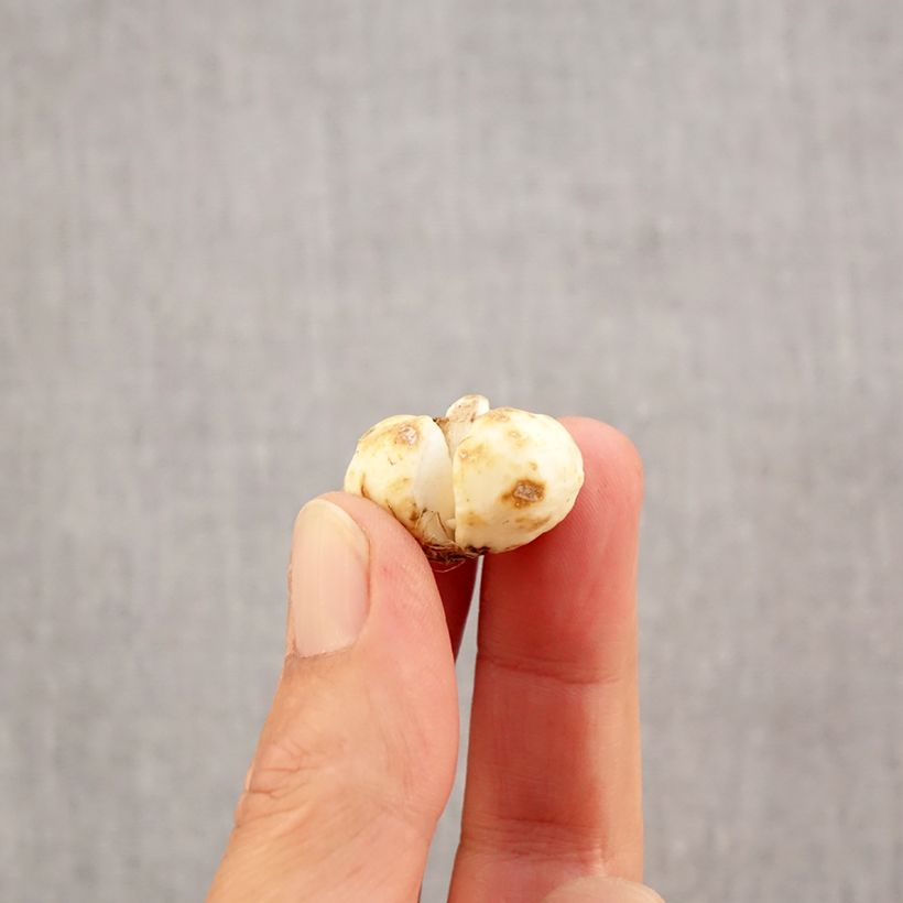 Fritillaria bucharica  Bulb size 6+ sample as delivered in autumn