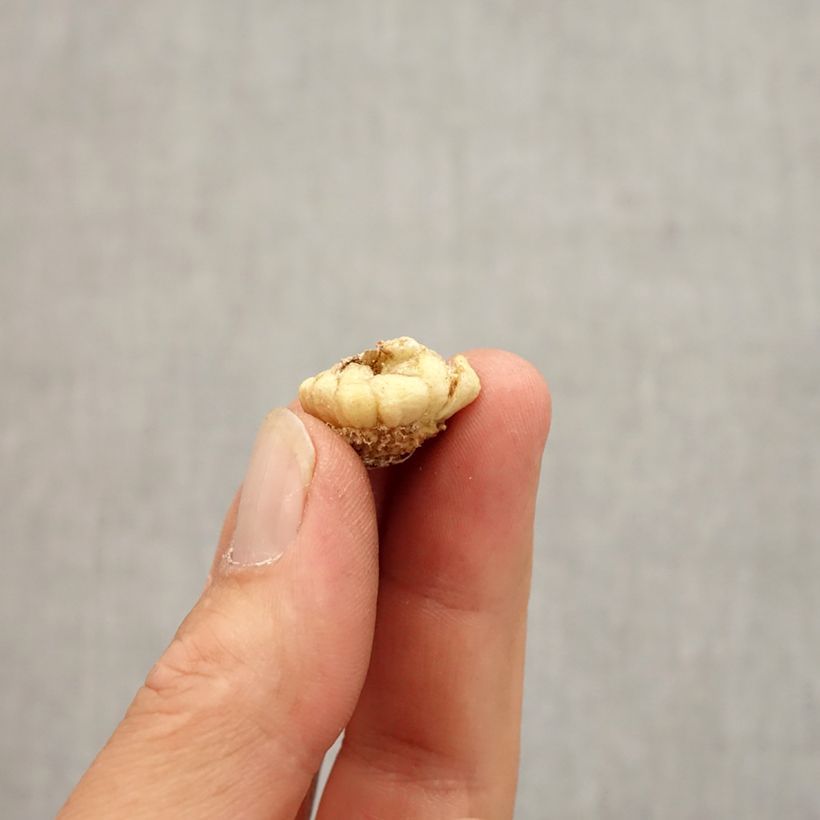 Fritillaria crassifolia subsp. crassifolia  - Kurdish Lily Bulb size 6+ sample as delivered in autumn