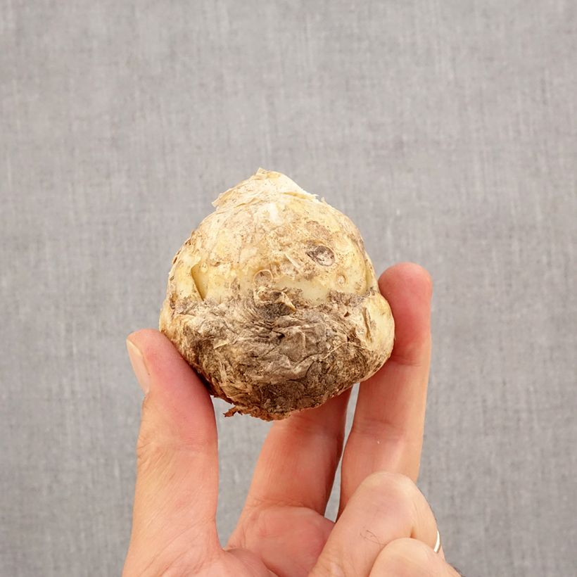 Fritillaria persica Ivory Bells Bulb size I sample as delivered in autumn