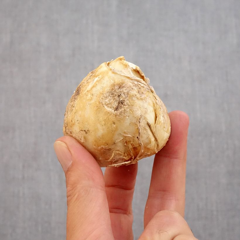 Fritillaria persica Purple Dynamite Bulb size 20+ sample as delivered in autumn