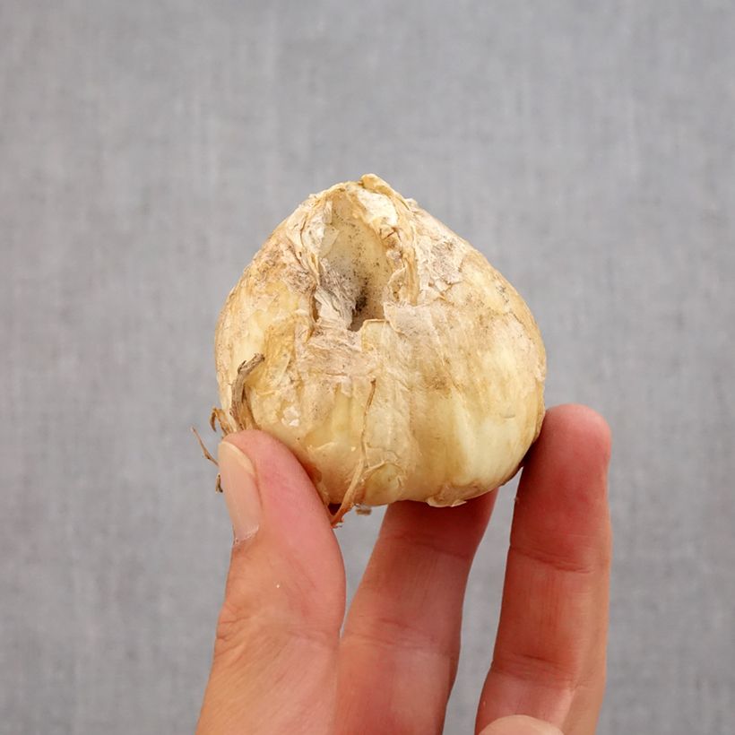 Fritillaria persica Twintowers Tribute Bulb size 20+ sample as delivered in autumn