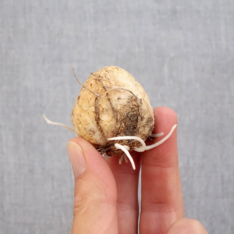 Fritillaria raddeana  Bulb size 14+ sample as delivered in autumn