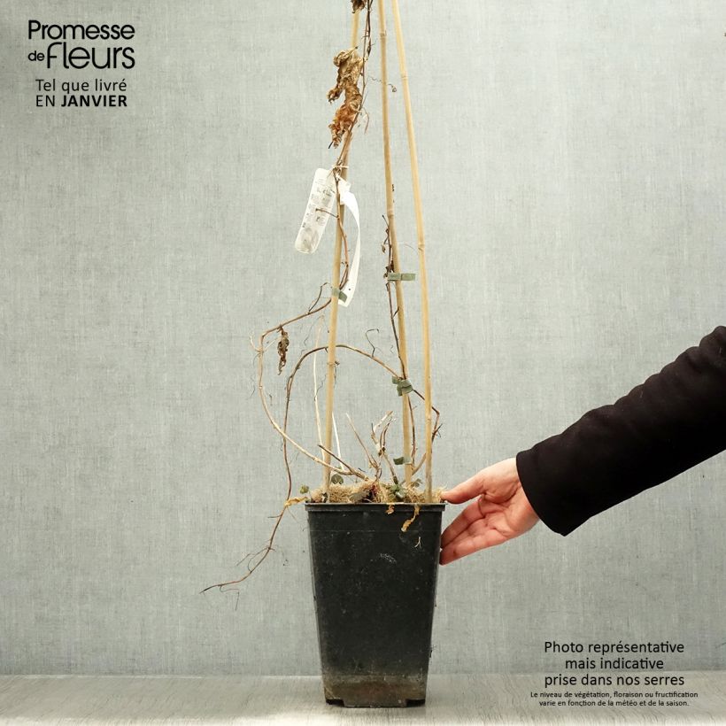 Passiflora edulis 3L/4L pot sample as delivered in winter