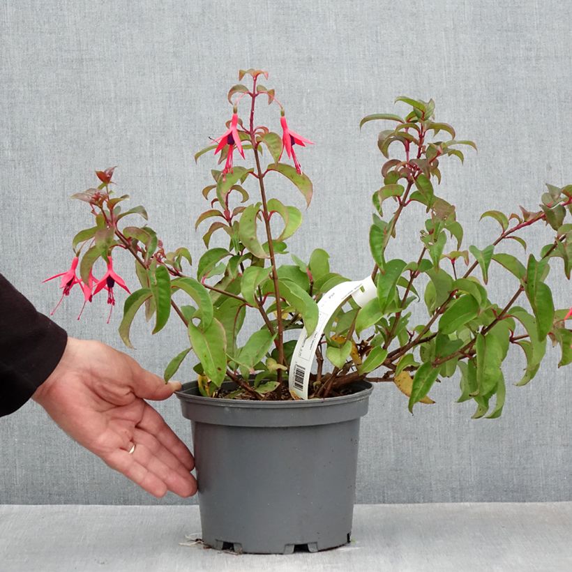 Fuchsia alpestris Grimpant 3L/4L pot sample as delivered in autumn