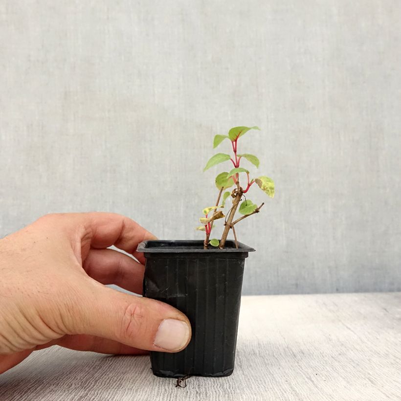 Fuchsia hybrida Annabel 8/9 cm pot sample as delivered in autumn