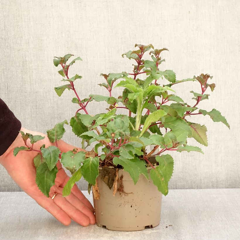 Fuchsia Beacon rosa 12cm pot sample as delivered in spring