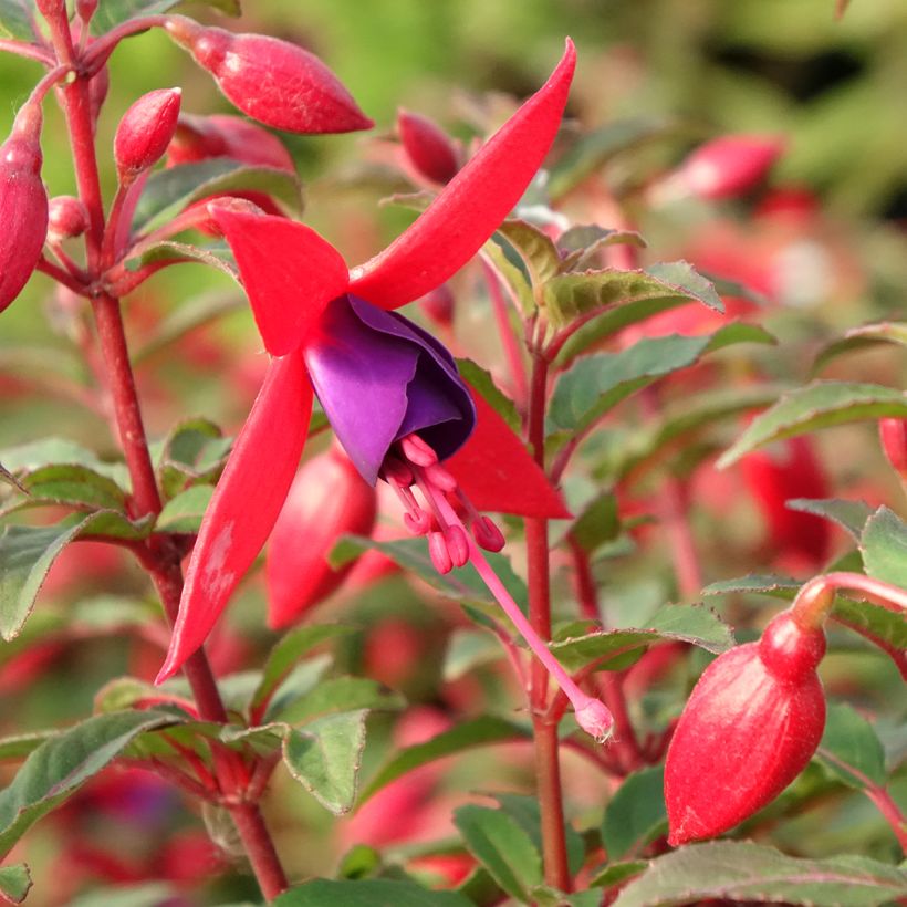 Fuchsia Bella Sacha (Flowering)