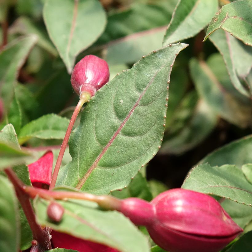 Fuchsia Soila (Bella Series) (Foliage)