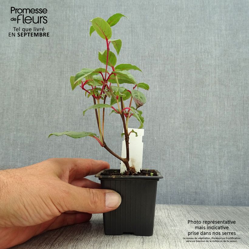 Fuchsia Black Princess 8/9 cm pot sample as delivered in autumn