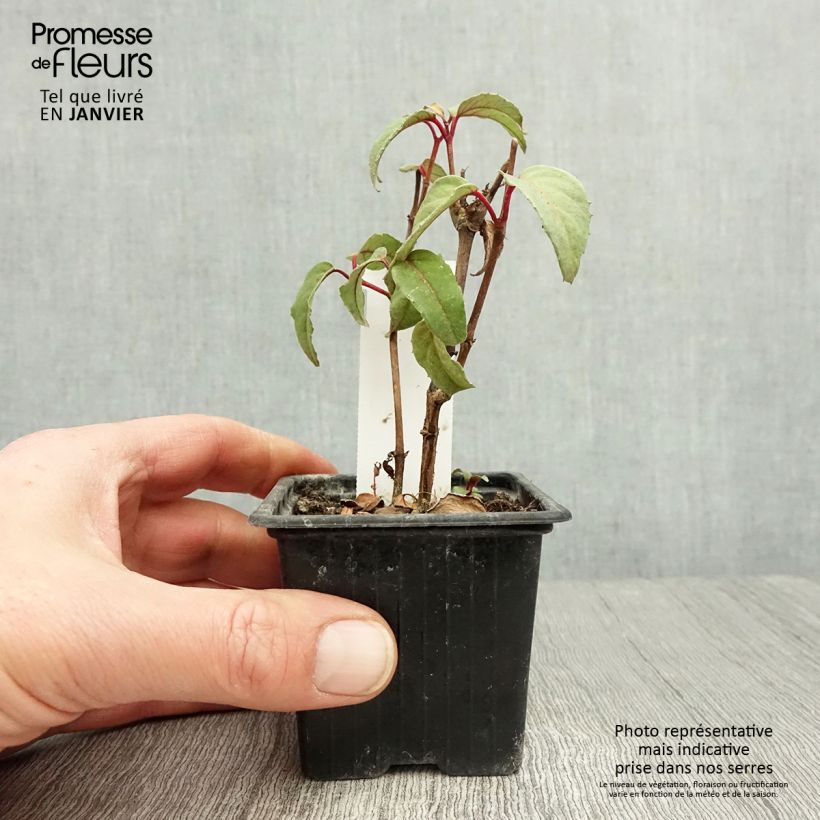 Fuchsia Black Princess 8/9 cm pot sample as delivered in winter