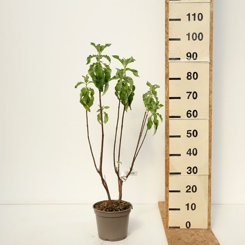 Fuchsia boliviana Alba 4L/5L pot sample as delivered in autumn