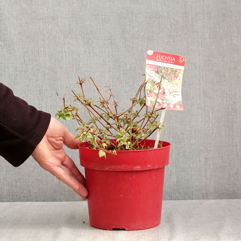 Fuchsia x hybrida Chilli Red 3L/4L pot sample as delivered in autumn