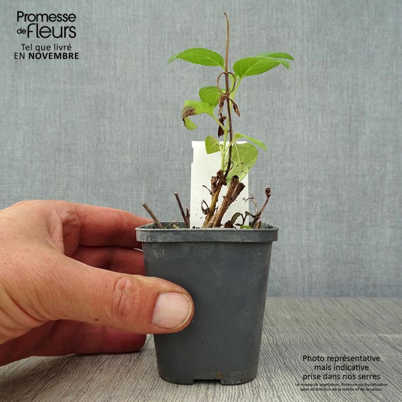 Phygelius aequalis Yellow Trumpet - Cape Fuchsia 8/9 cm pot sample as delivered in autumn
