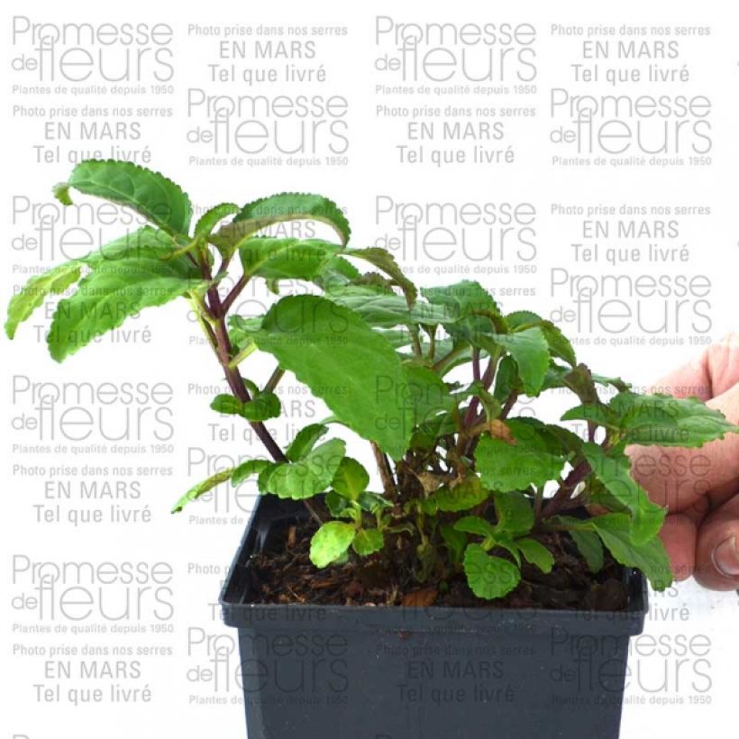 Example of Phygelius Funfare Wine - Cape Fuchsia 10cm/11cm pot specimen as delivered