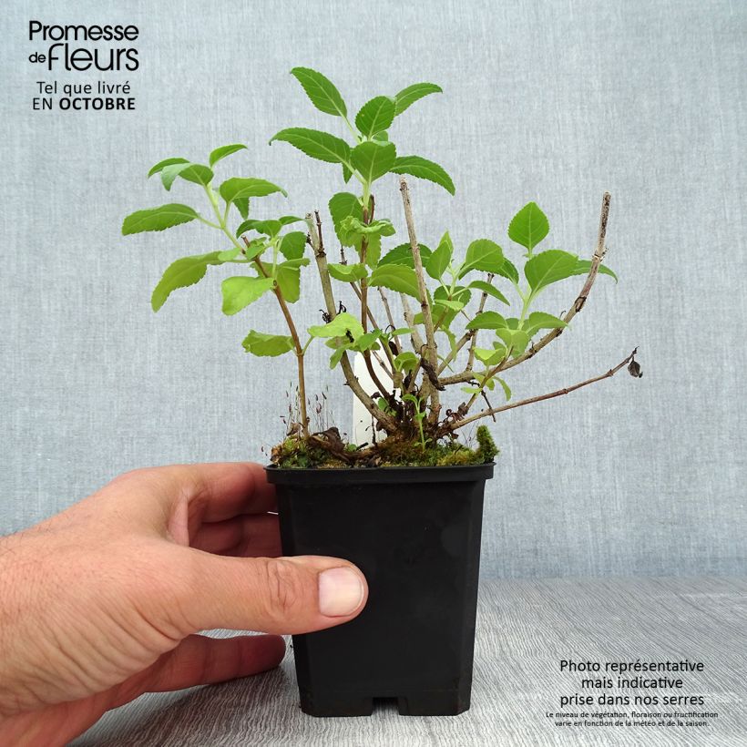 Phygelius Moonraker - Cape Fuchsia 8/9 cm pot sample as delivered in autumn