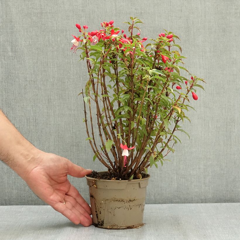 Fuchsia Ernie 12cm pot sample as delivered in summer