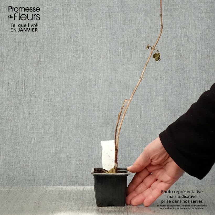 Fuchsia First Success 8/9 cm pot sample as delivered in winter