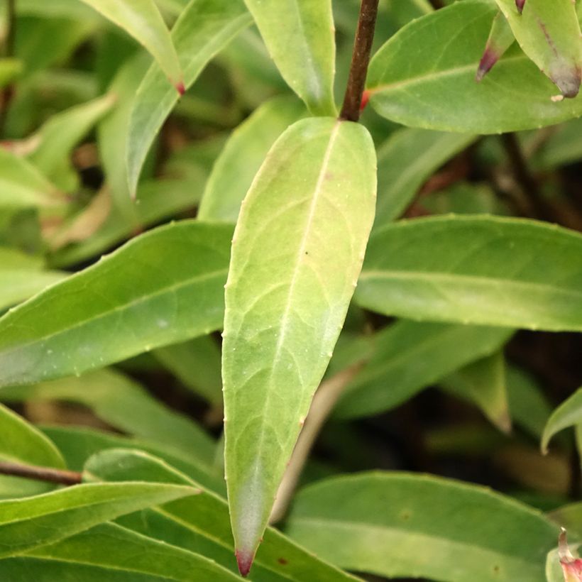 Fuchsia hatschbachii  (Foliage)