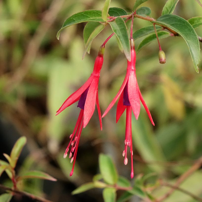 Fuchsia hatschbachii  (Flowering)