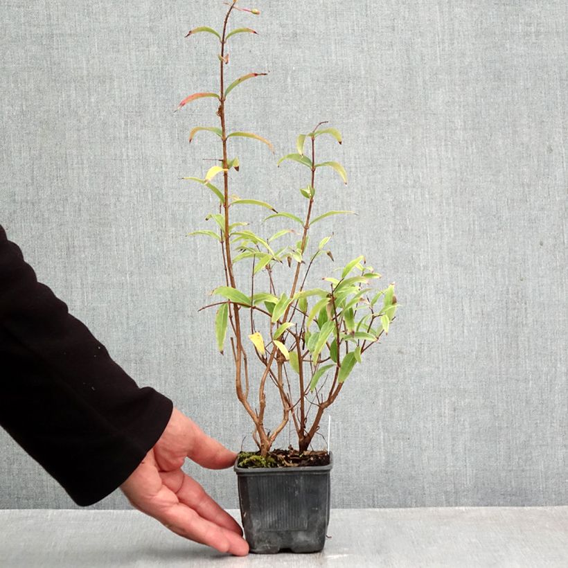 Fuchsia hatschbachii  8/9 cm pot sample as delivered in autumn