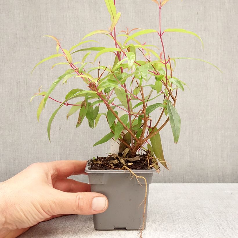 Fuchsia hatschbachii  8/9 cm pot sample as delivered in spring