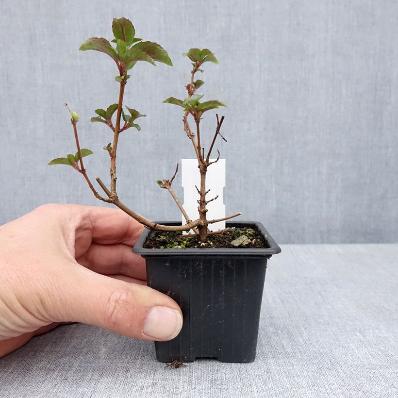 Fuchsia Heidi Ann 8/9 cm pot sample as delivered in spring