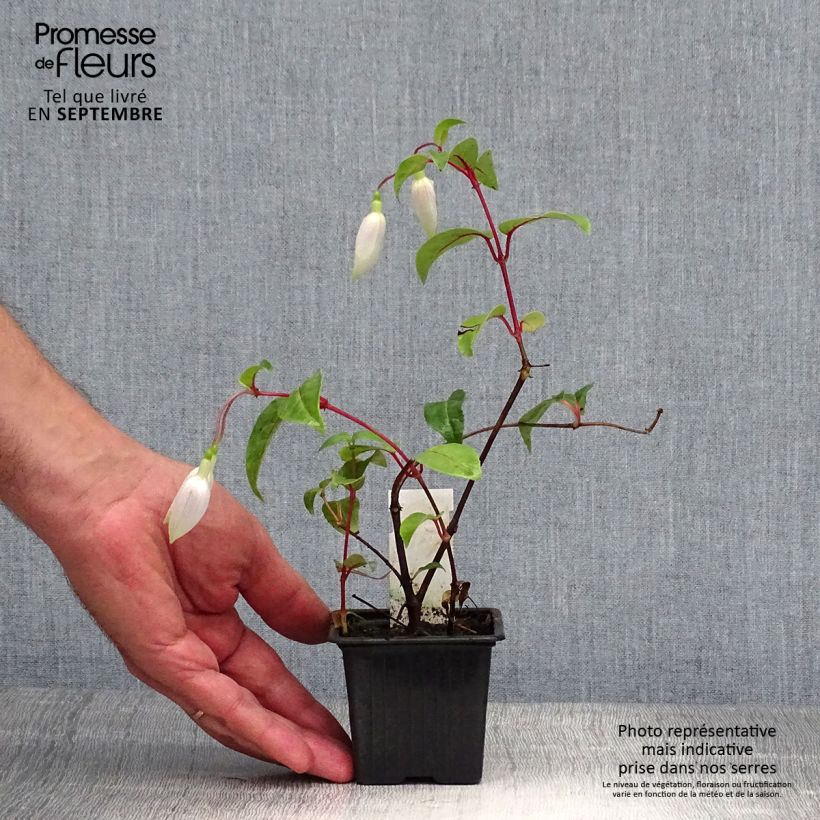 Fuchsia Illusion 8/9 cm pot sample as delivered in autumn