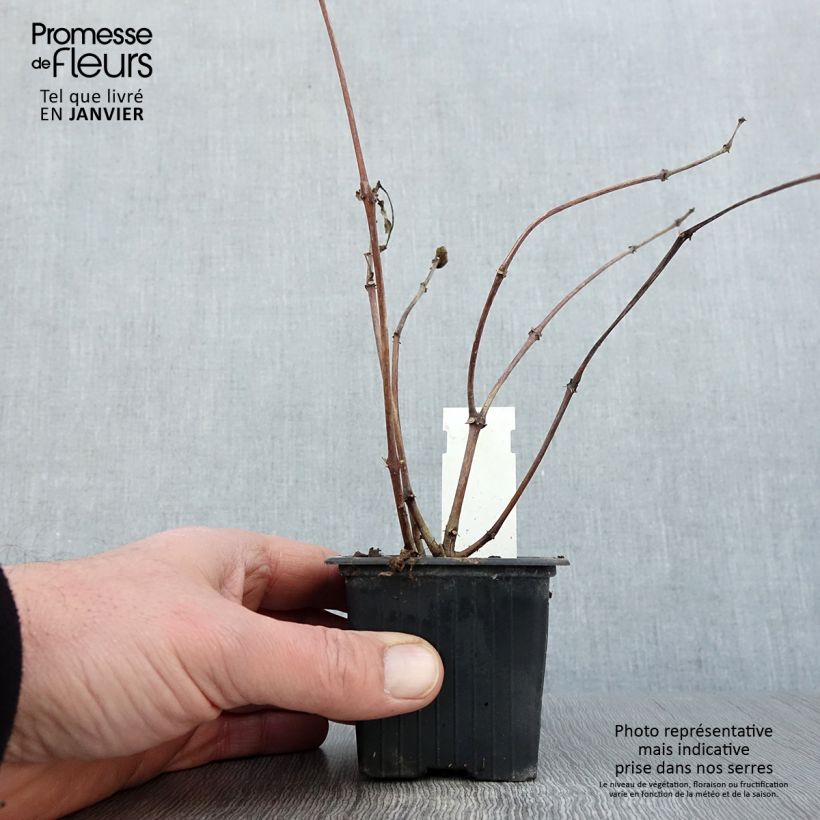 Fuchsia Illusion 8/9 cm pot sample as delivered in winter