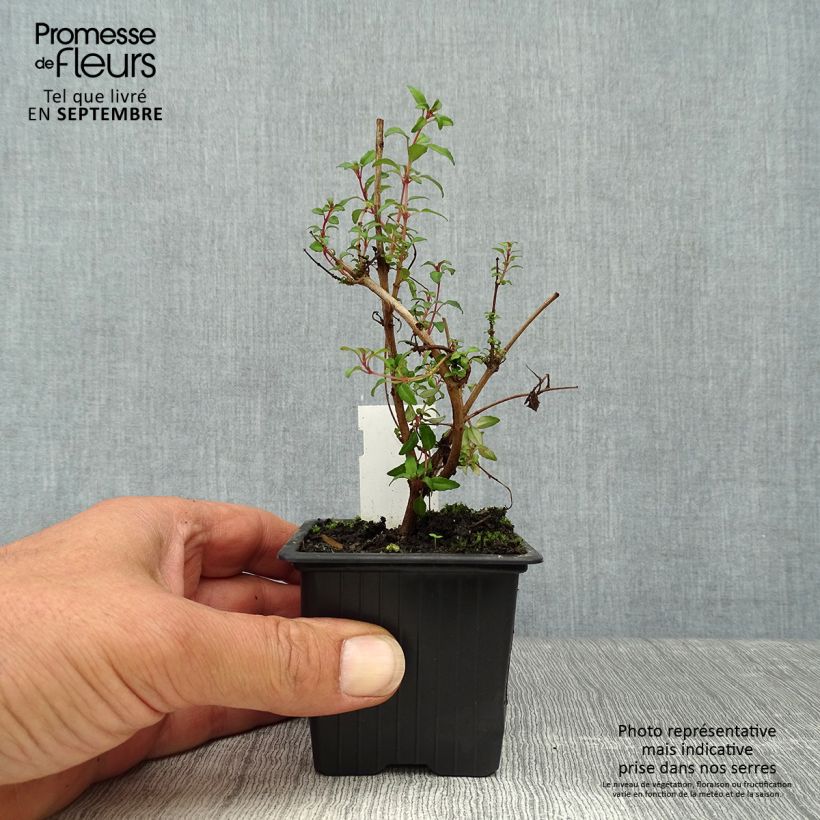 Fuchsia magellanica Arauco 8/9 cm pot sample as delivered in autumn