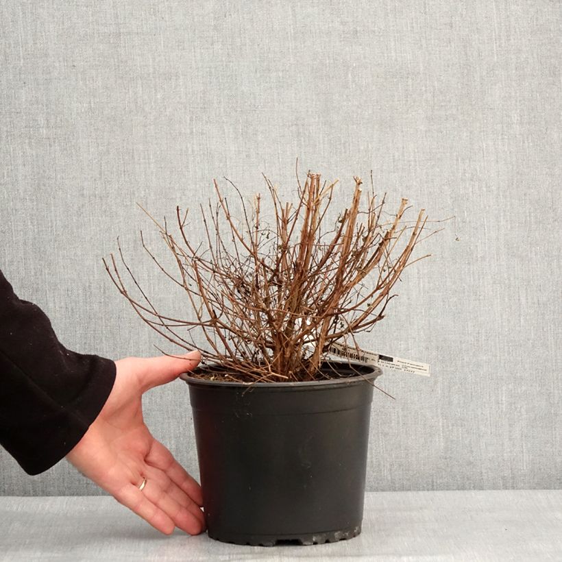 Fuchsia magellanica Arauco 1.5L/2L pot sample as delivered in winter