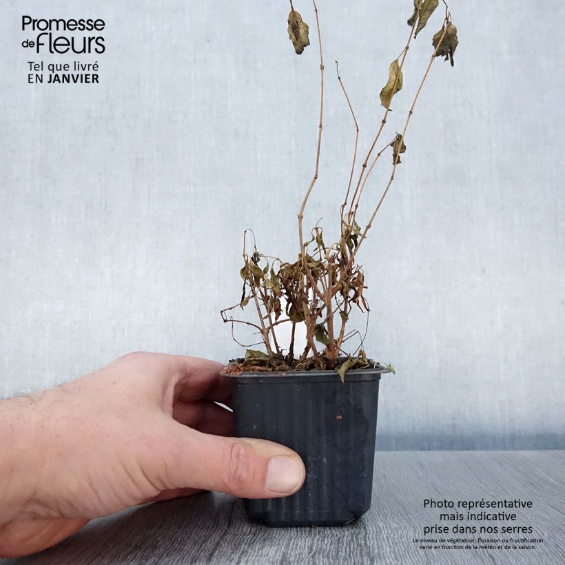 Fuchsia magellanica 8/9 cm pot sample as delivered in winter