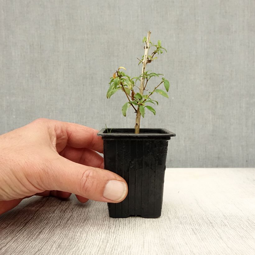 Fuchsia  magellanica Hawkshead 7/8 cm pot sample as delivered in autumn