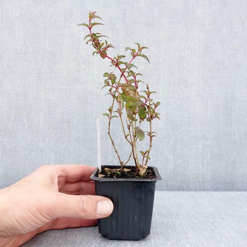 Fuchsia Snowcap 8/9 cm pot sample as delivered in spring