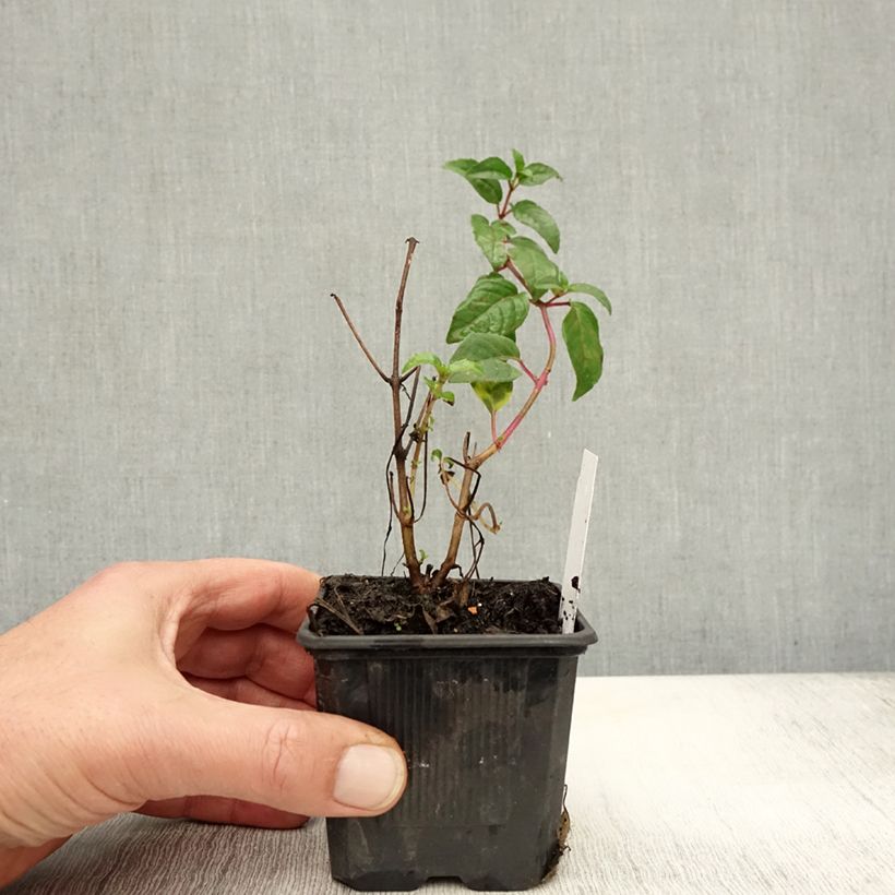 Fuchsia Snowcap 8/9 cm pot sample as delivered in autumn