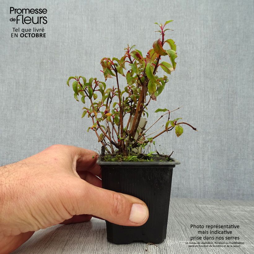 Fuchsia magellanica var. gracilis 8/9 cm pot sample as delivered in autumn