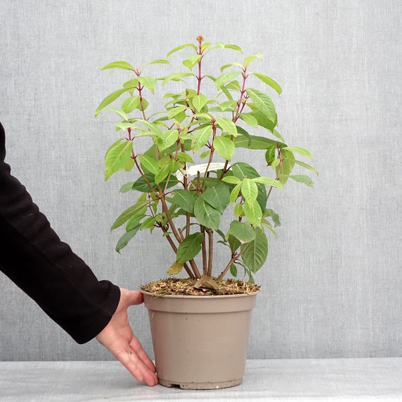 Fuchsia paniculata 4L/5L pot sample as delivered in winter