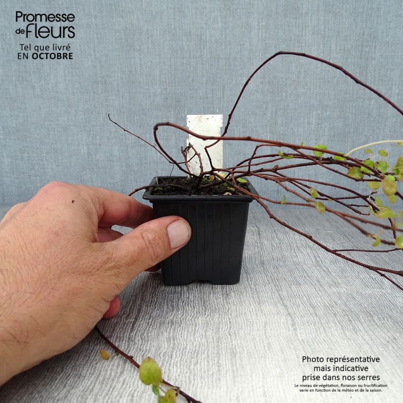 Fuchsia procumbens 8/9 cm pot sample as delivered in autumn
