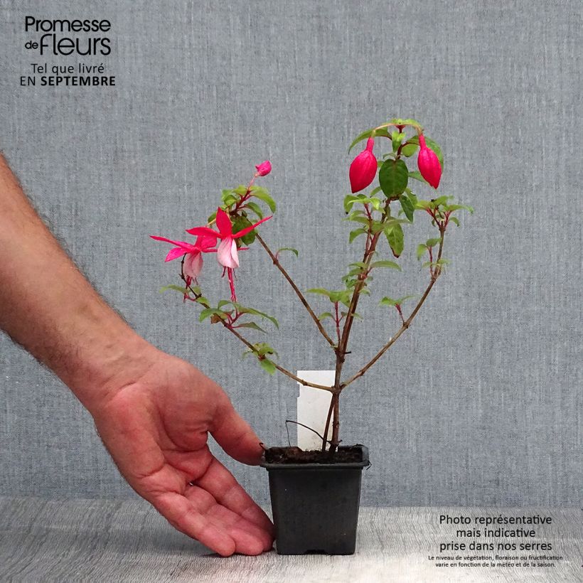 Fuchsia R.A.F 8/9 cm pot sample as delivered in autumn