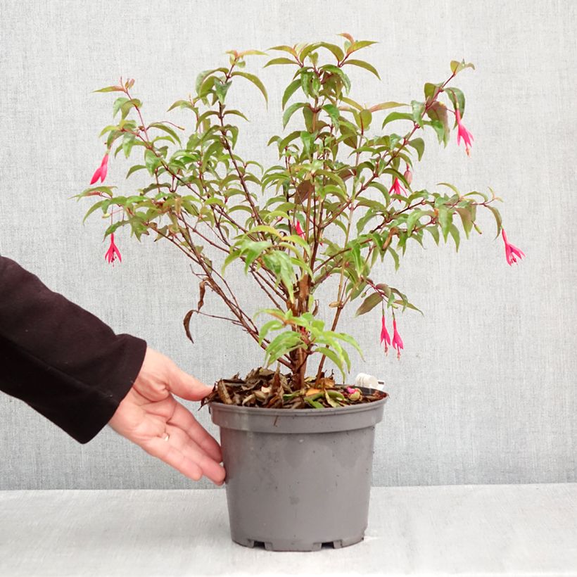 Fuchsia x regia Regal 3L/4L pot sample as delivered in autumn