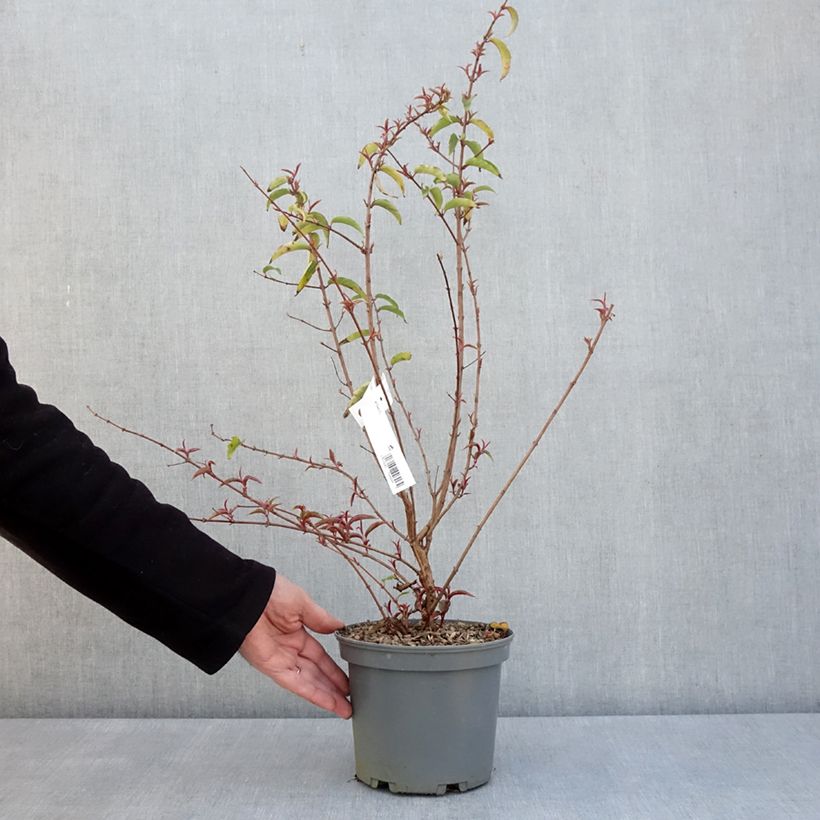 Fuchsia x regia Regal 3L/4L pot sample as delivered in spring