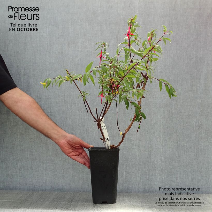 Fuchsia regia Reitzii 2L/3L pot sample as delivered in autumn