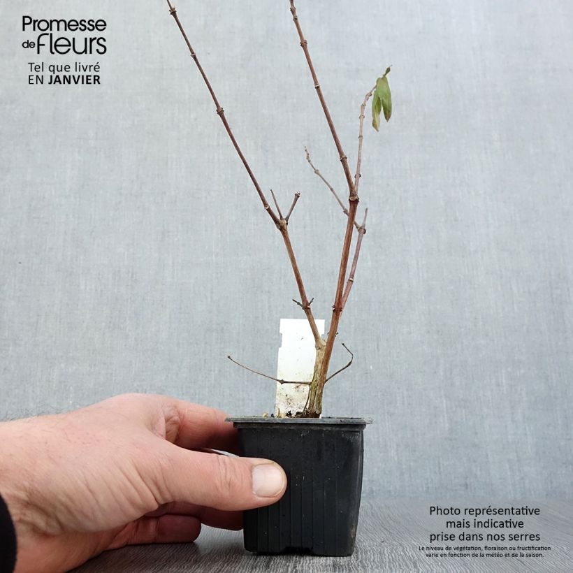 Trailing Fuchsia Rohees New Millenium 8/9 cm pot sample as delivered in winter