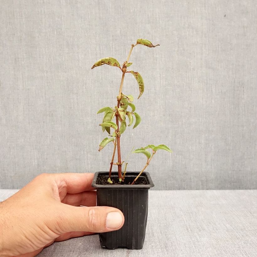 Fuchsia Royal Mosaic 7/8 cm pot sample as delivered in summer