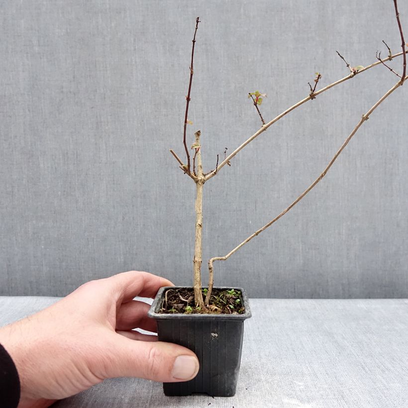 Fuchsia Douce France 8/9 cm pot sample as delivered in winter