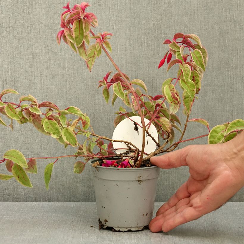 Fuchsia Happy Birthday 1L/1.5L pot sample as delivered in summer