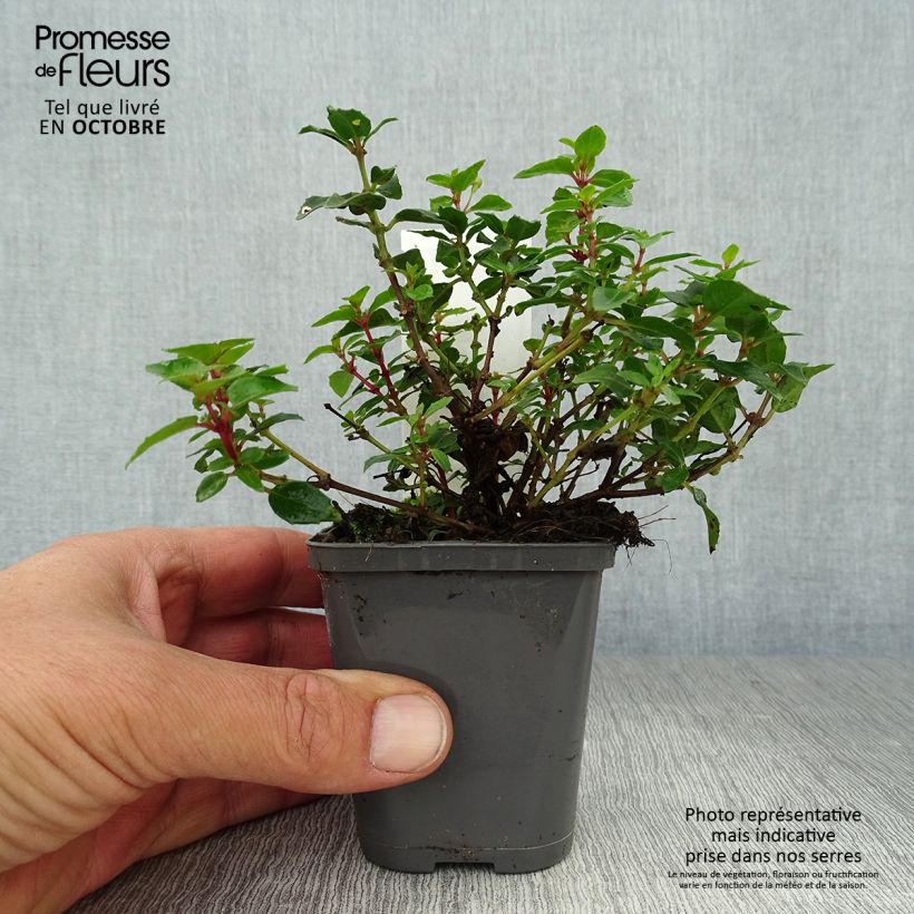 Fuchsia venusta Lady Thumb 8/9 cm pot sample as delivered in autumn